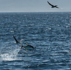 Yellowfin tuna leaping through the air