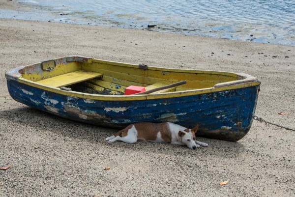 One of the many dogs in Viani Bay, finding some cool shade. 