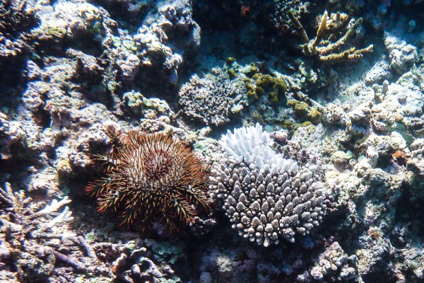 The Crown of Thorns starfish. The name is well deserved!