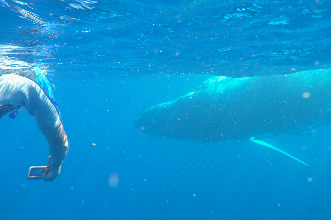 2016-08-05 Whale Swim – Svwhistler